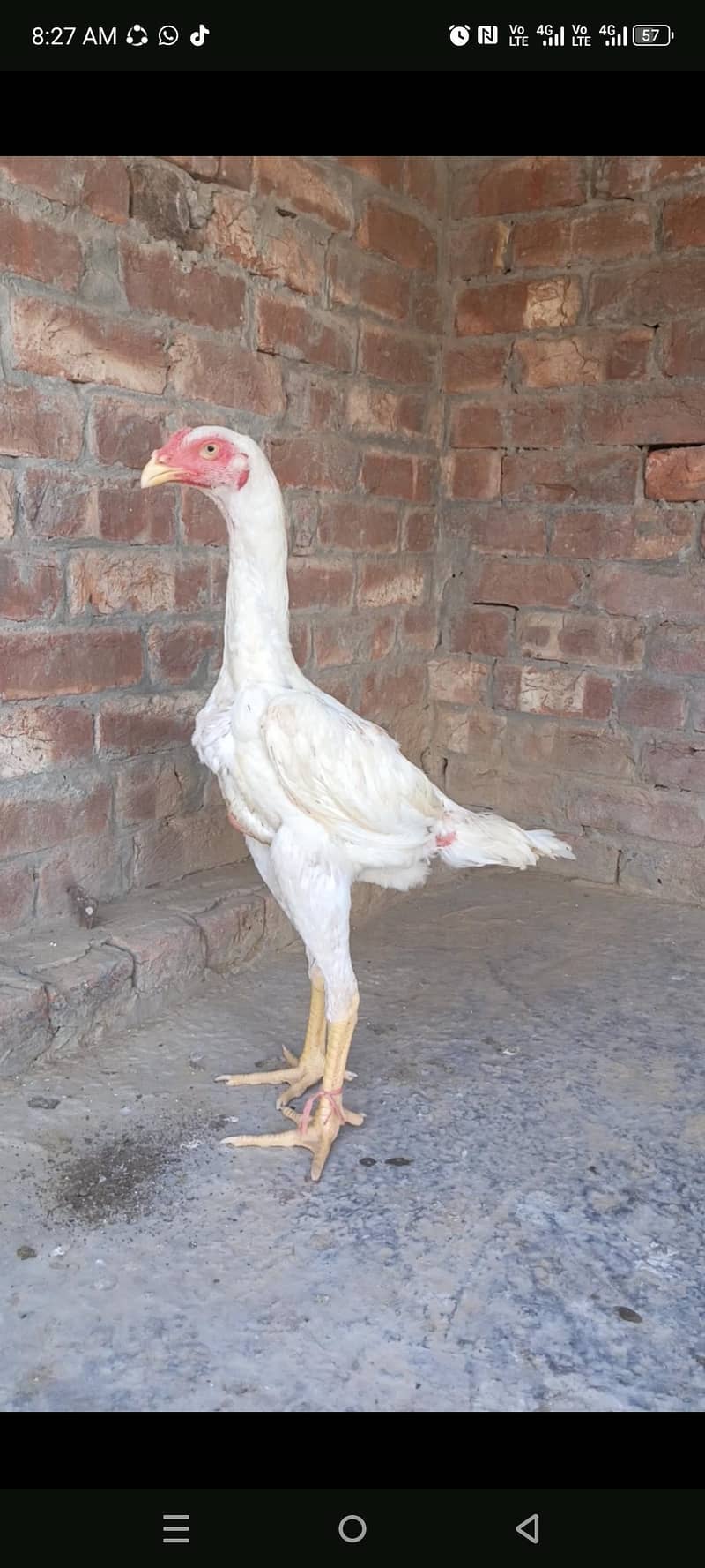 White O Shamo patha pathi 0