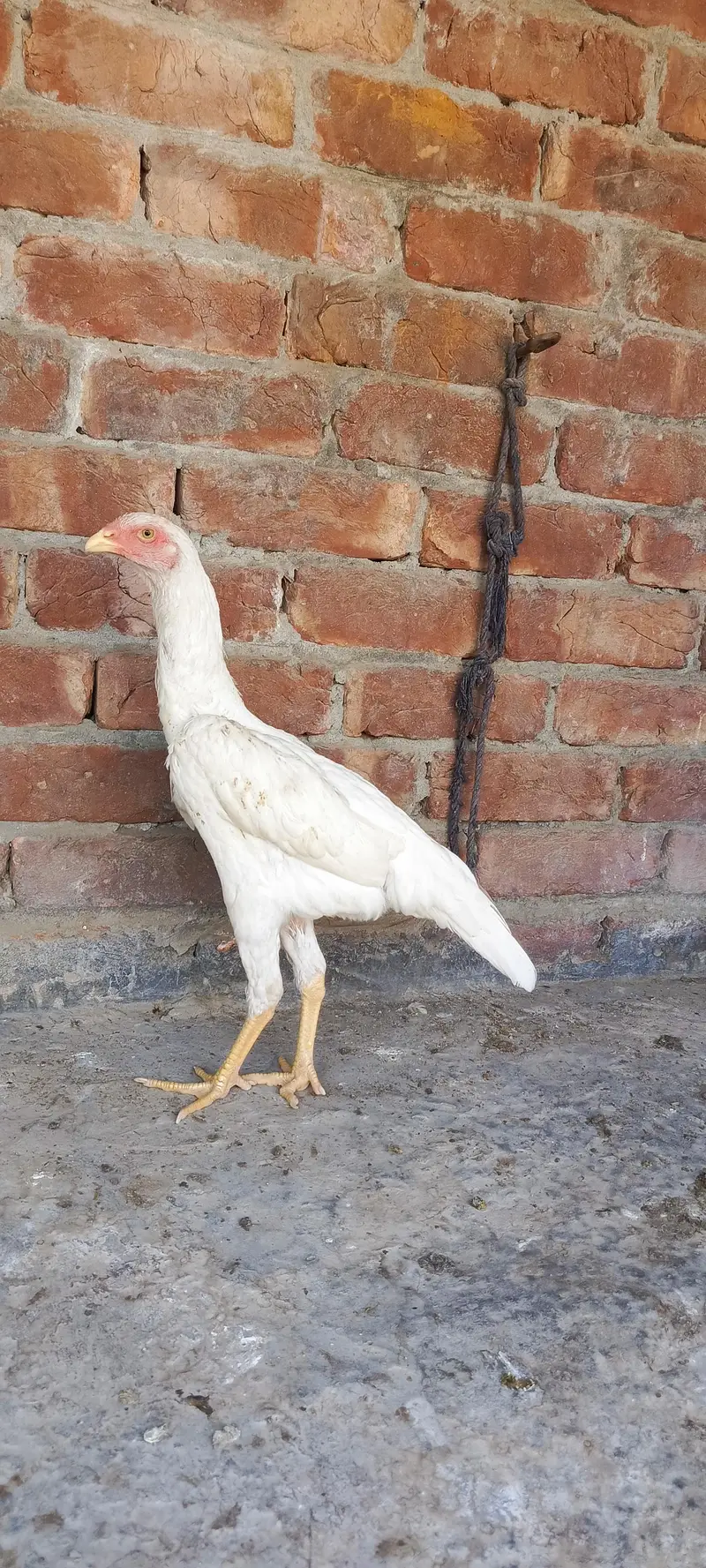 White O Shamo patha pathi — photo 2