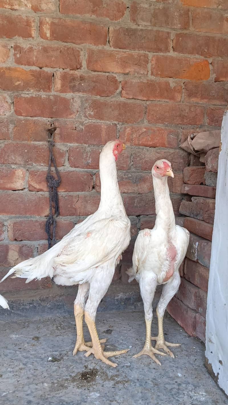 White O Shamo patha pathi 2