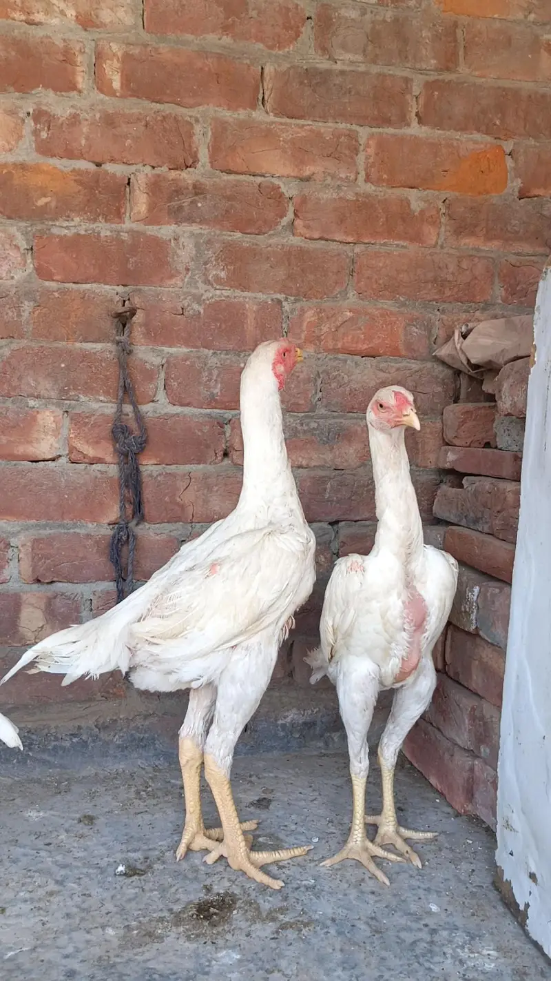 White O Shamo patha pathi — photo 3