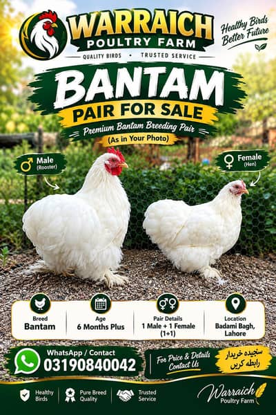 Bantam Pair Available For Sel 1+1