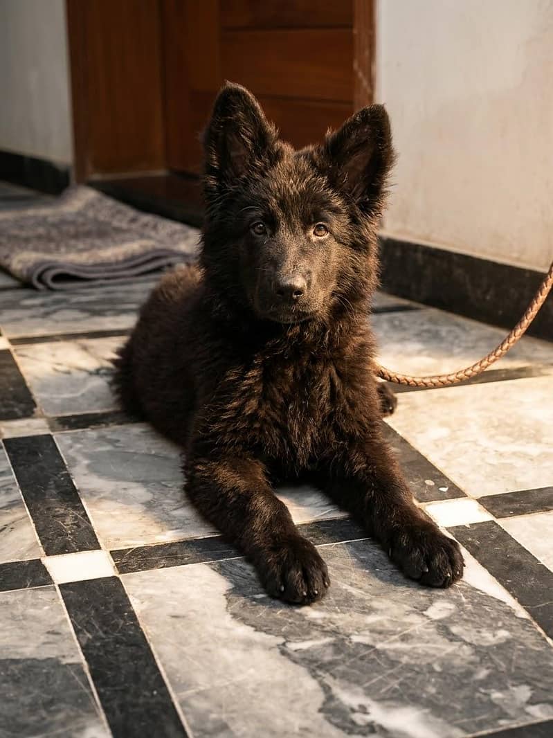 Pure Breed German Shepherd Black - Dogs - 1120435834