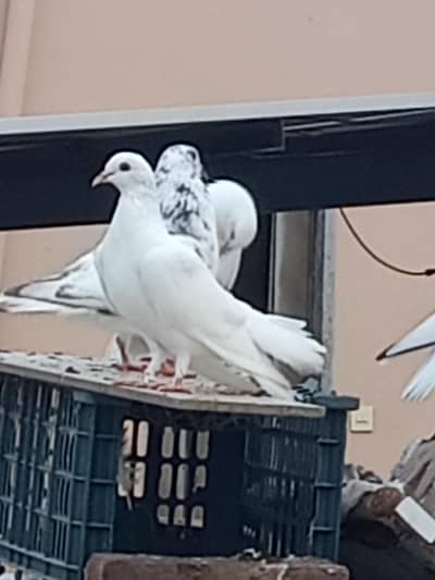 Beautiful Pair