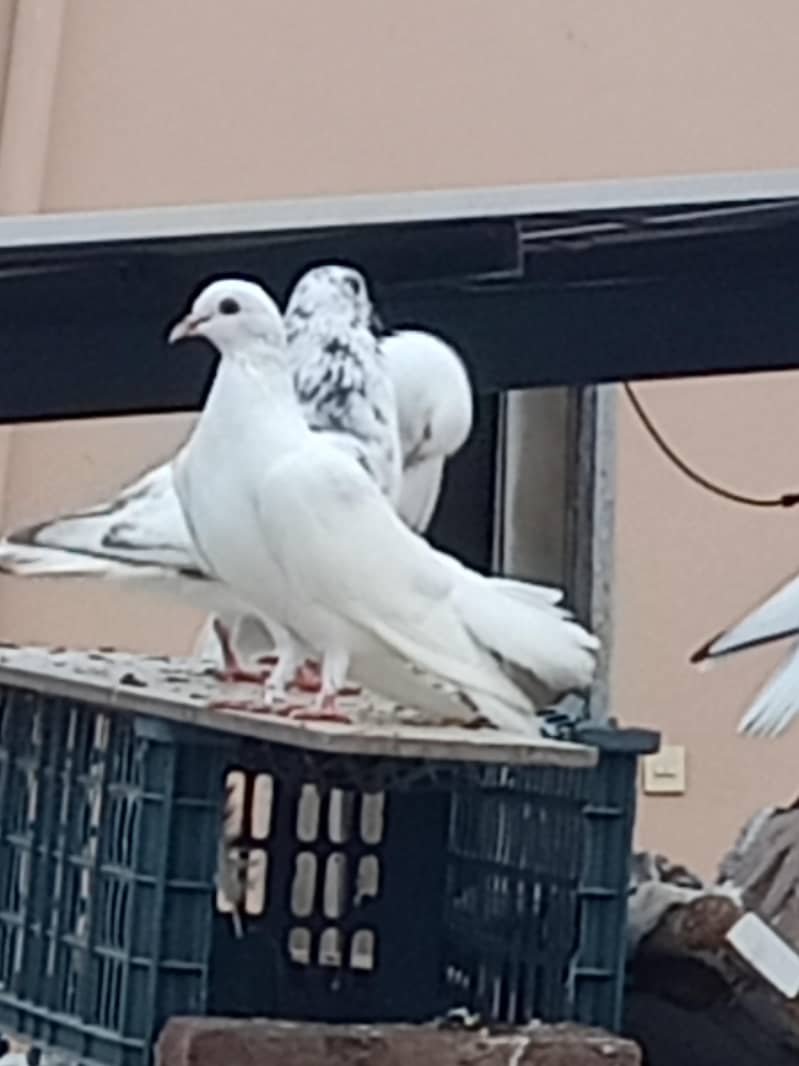 Beautiful Pair 0
