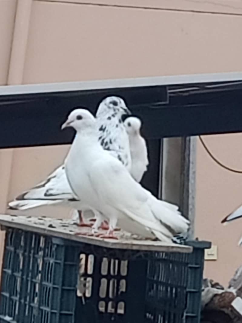 Beautiful Pair 1