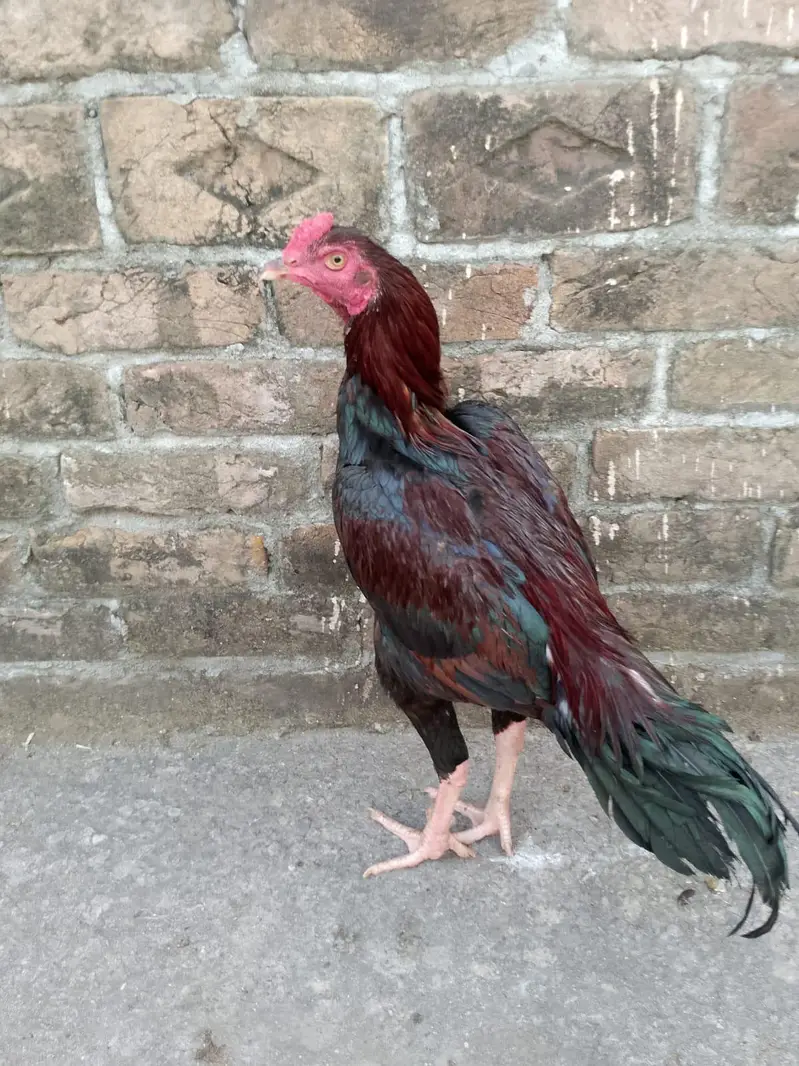 ASEEL PATHA FOR SALE — photo 2