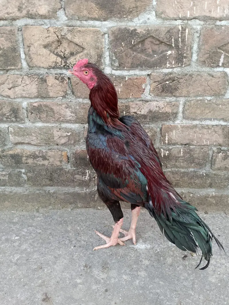 ASEEL PATHA FOR SALE — photo 3