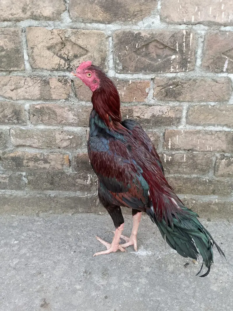 ASEEL PATHA FOR SALE — photo 4