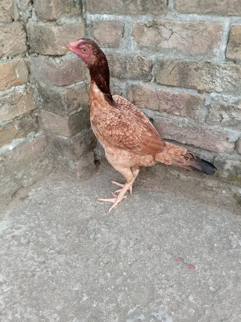 ASEEL PATHA FOR SALE — photo 6