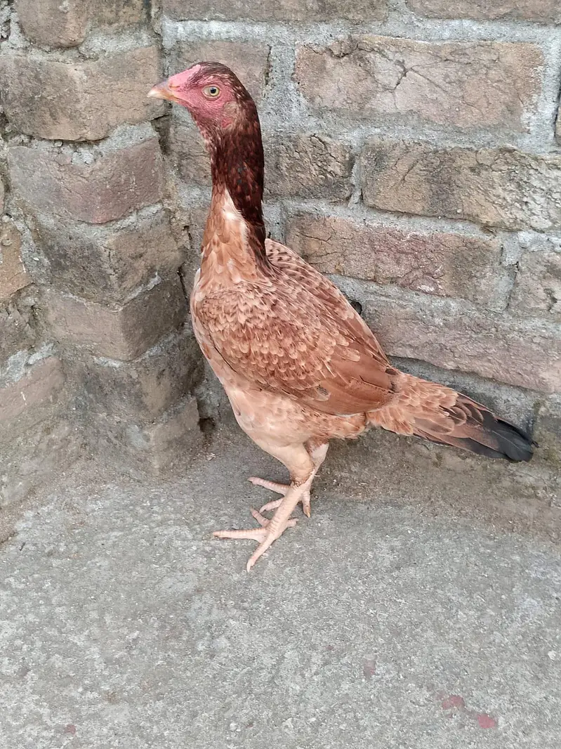 ASEEL PATHA FOR SALE — photo 7