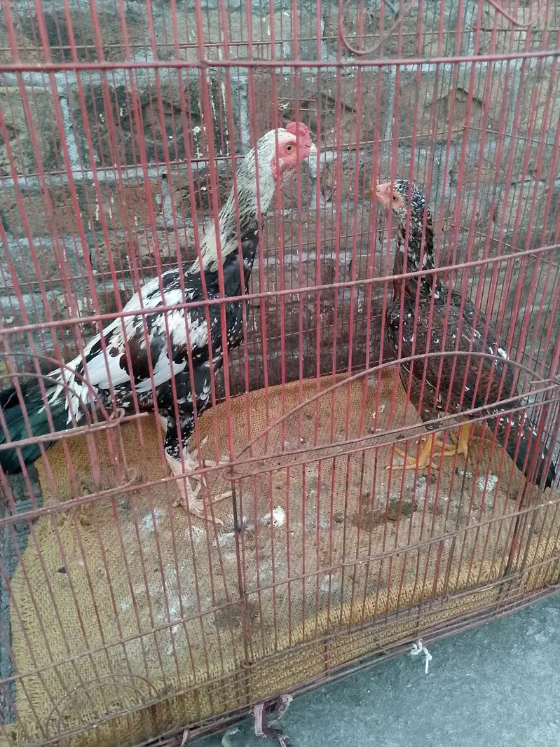 ASEEL PATHA FOR SALE — photo 8