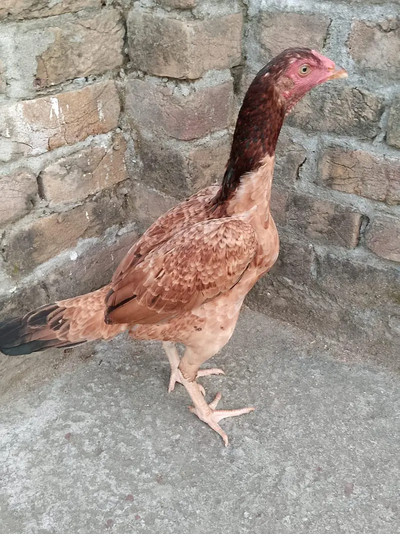 ASEEL PATHA FOR SALE — photo 9