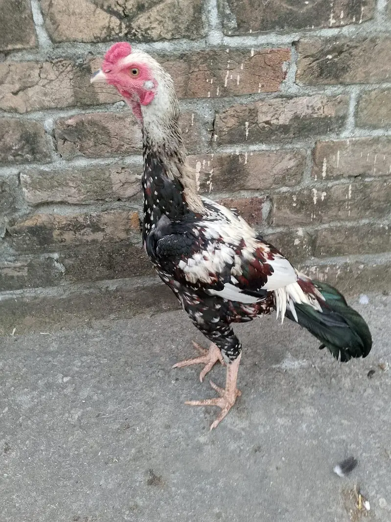 ASEEL PATHA FOR SALE — photo 11