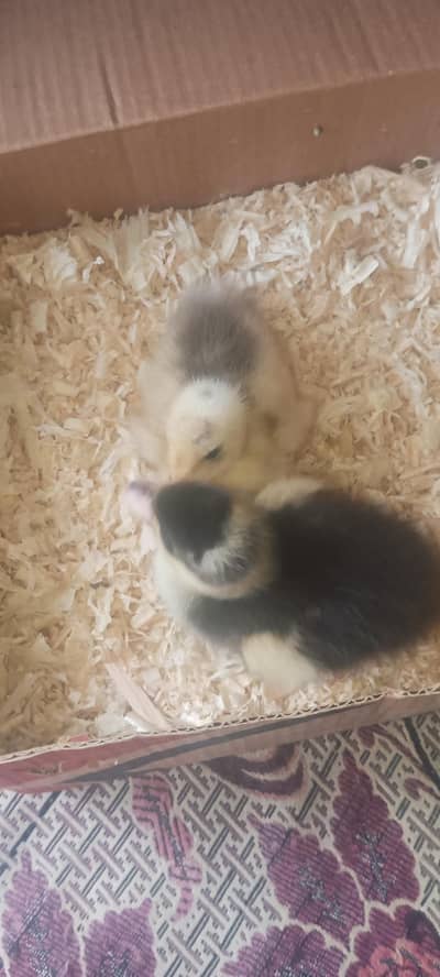 A pair of duck babies cell no 03446995942