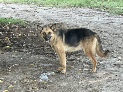 Germen Shepherd dog male