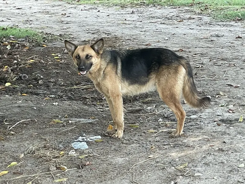 Germen Shepherd dog male — photo 2