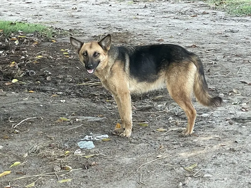 Germen Shepherd dog male — photo 3