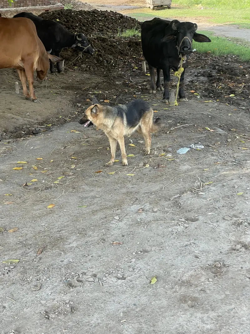 Germen Shepherd dog male — photo 4