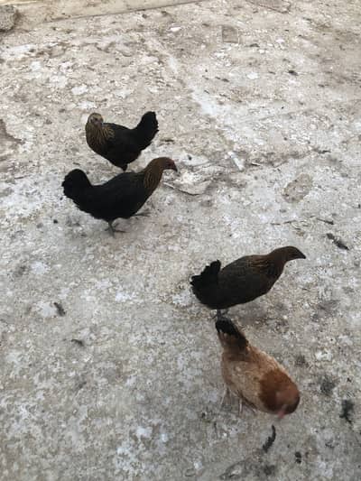 Desi golden Misri hens