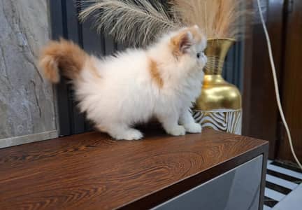 Persian kitten triple cot. for sale my WhatsApp 0341/39/96/191