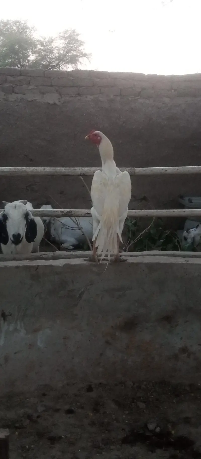 Diamond aseel for sale full white — photo 2