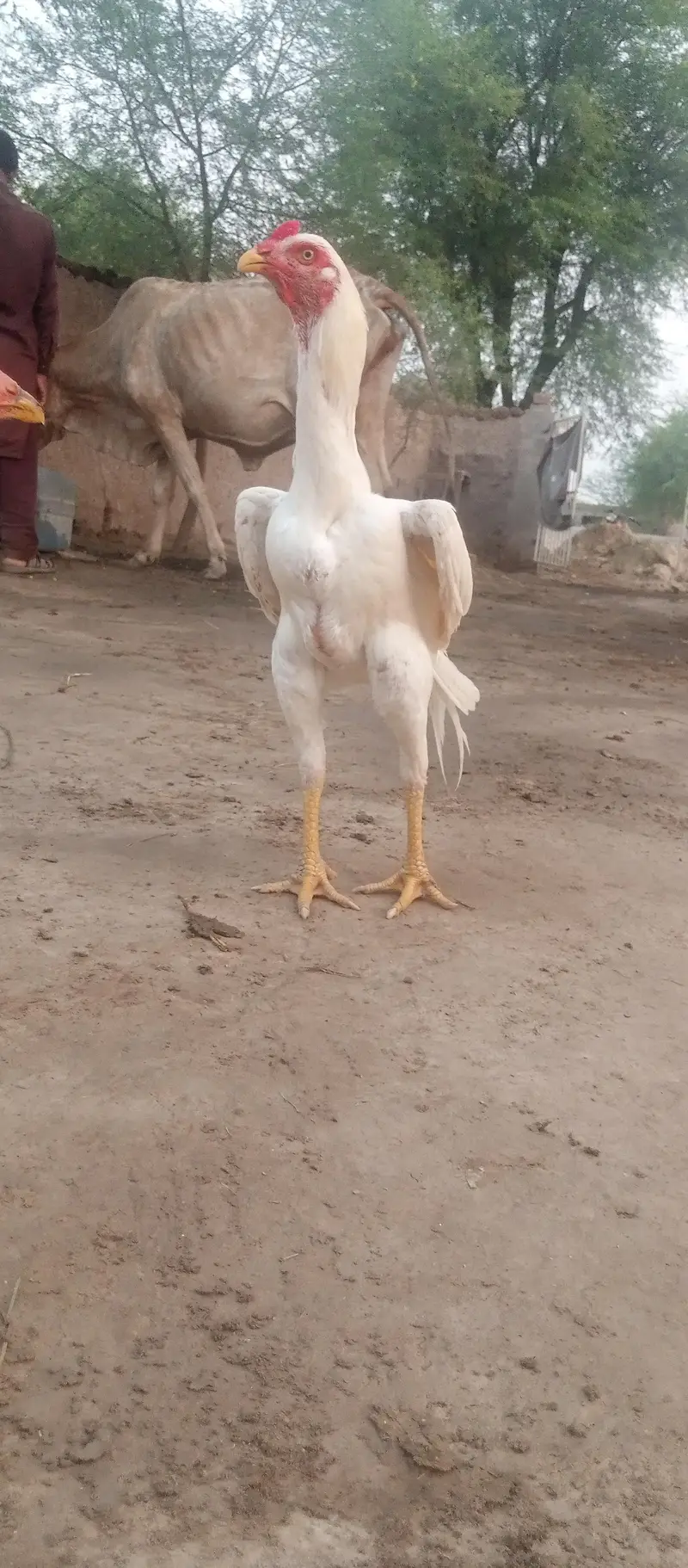 Diamond aseel for sale full white — photo 3