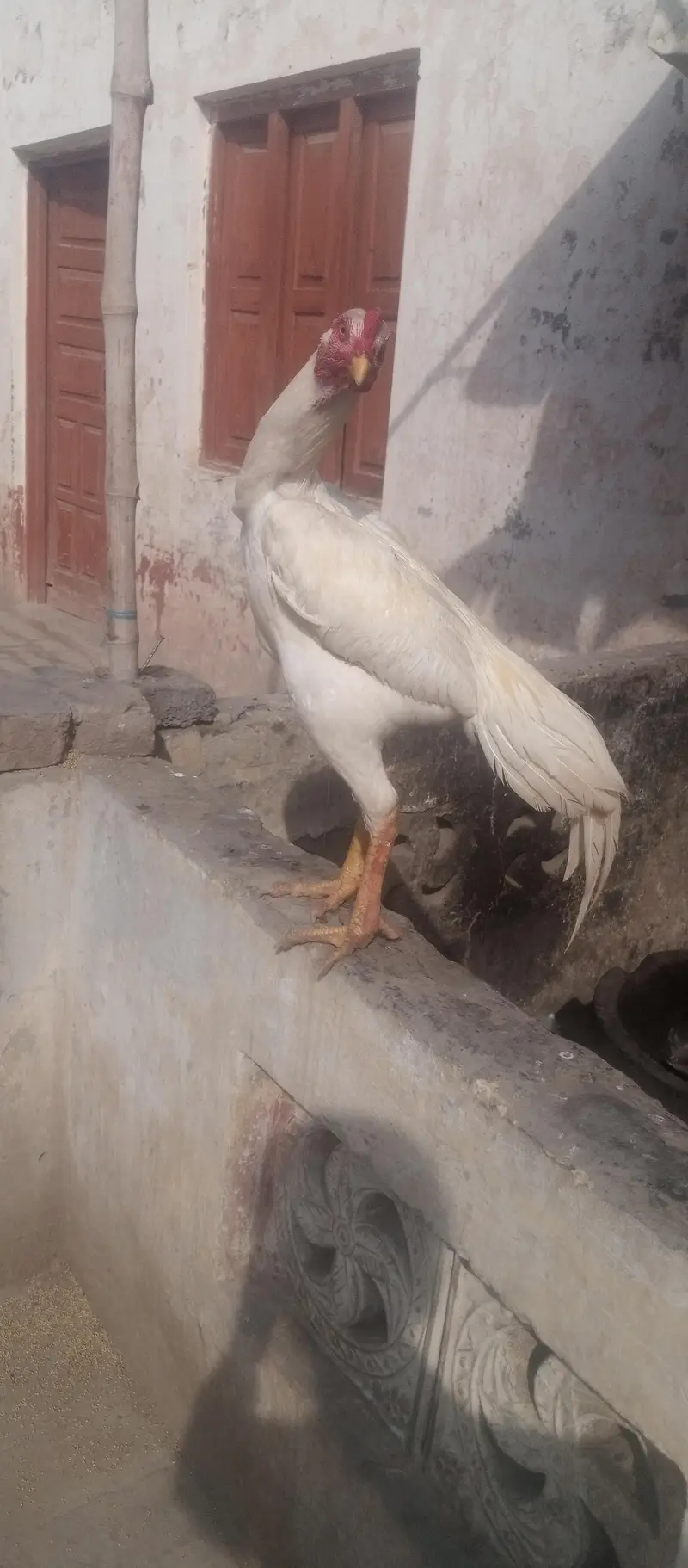 Diamond aseel for sale full white — photo 4