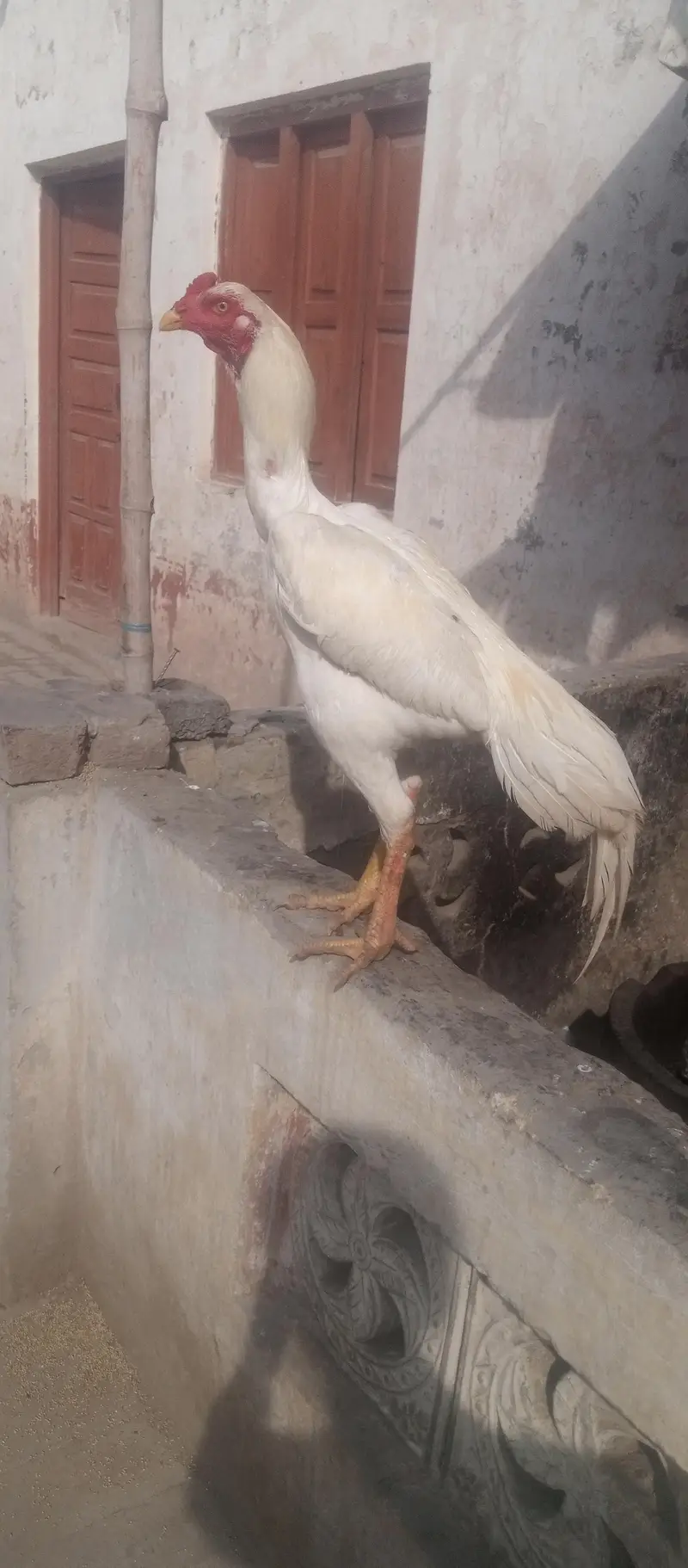 Diamond aseel for sale full white — photo 5