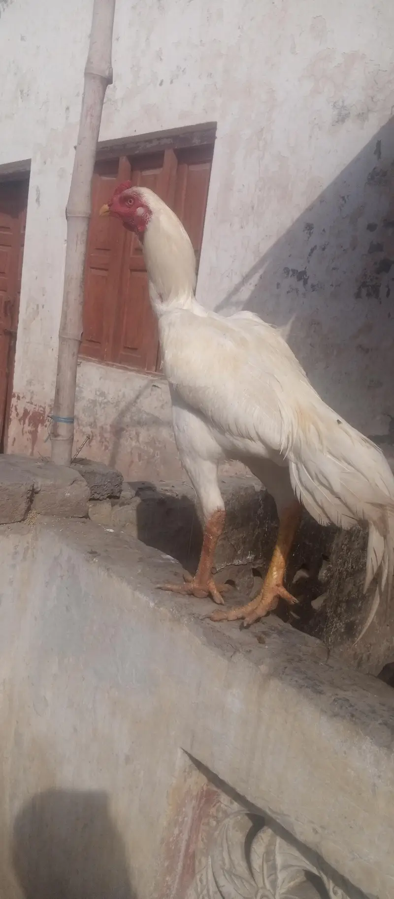 Diamond aseel for sale full white — photo 6