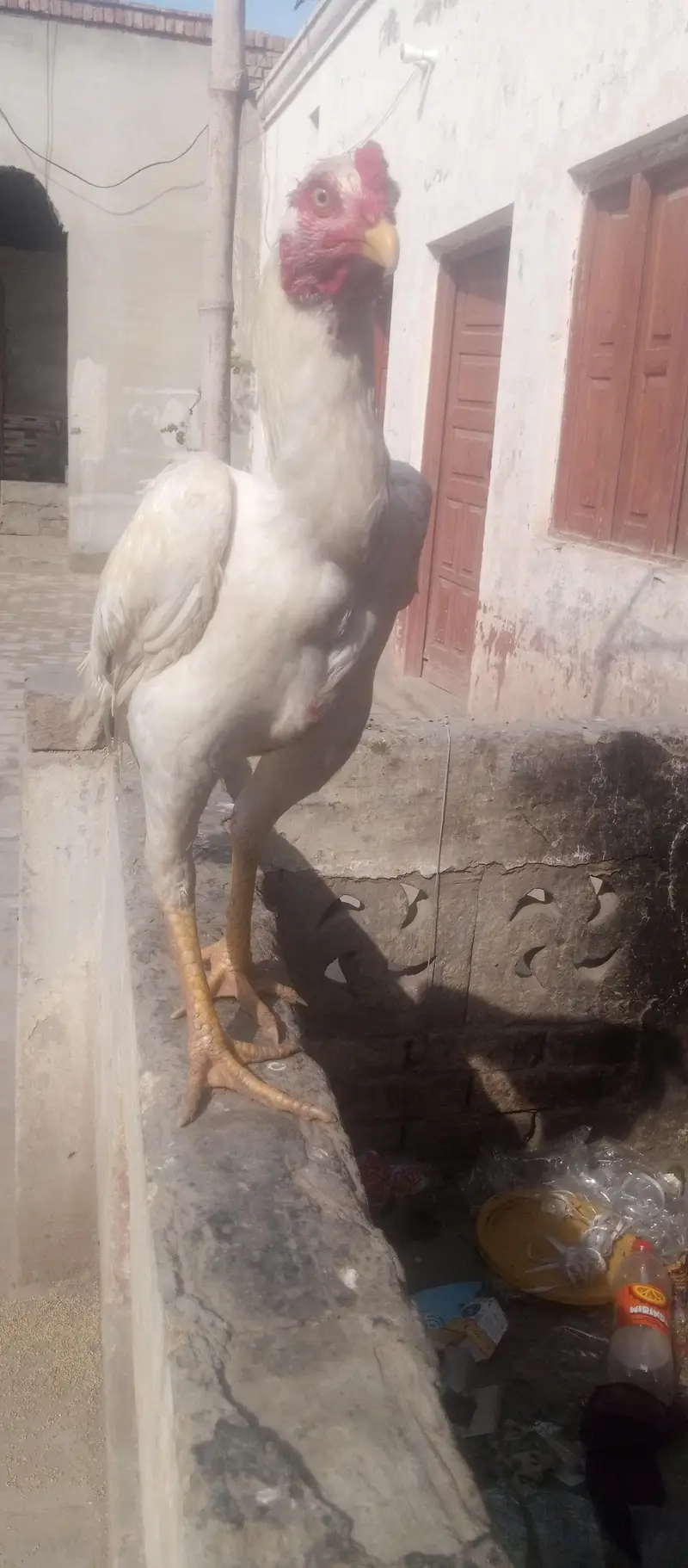 Diamond aseel for sale full white — photo 7