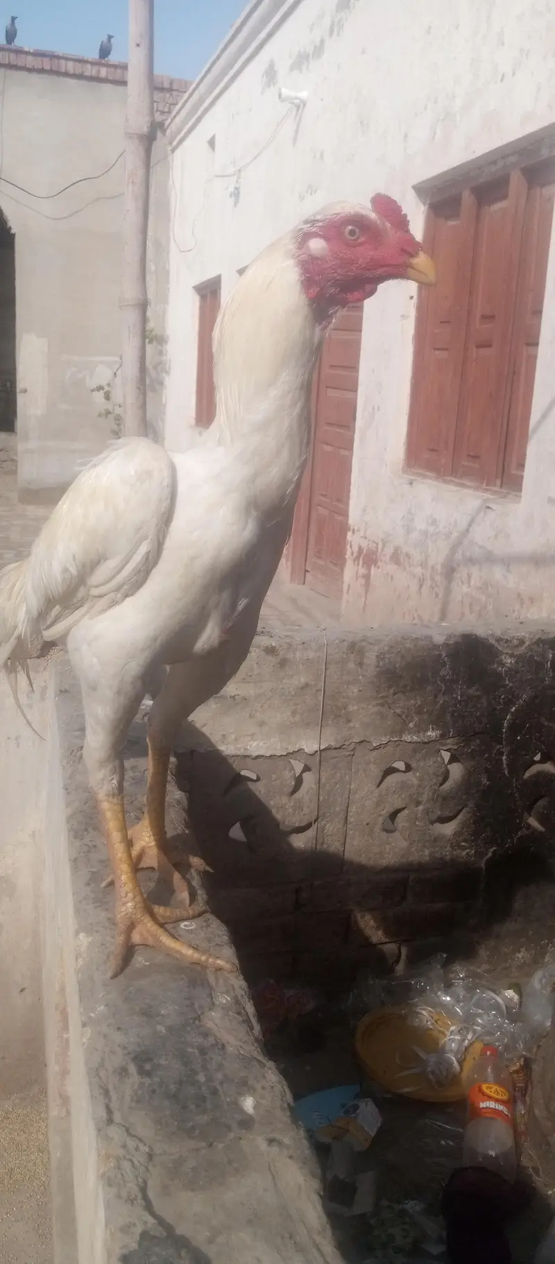 Diamond aseel for sale full white — photo 8