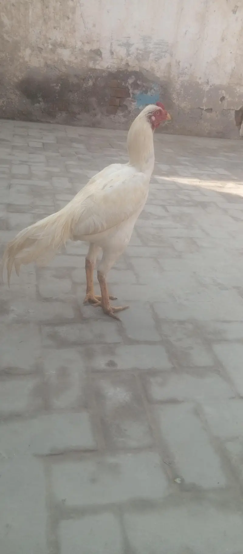 Diamond aseel for sale full white — photo 9