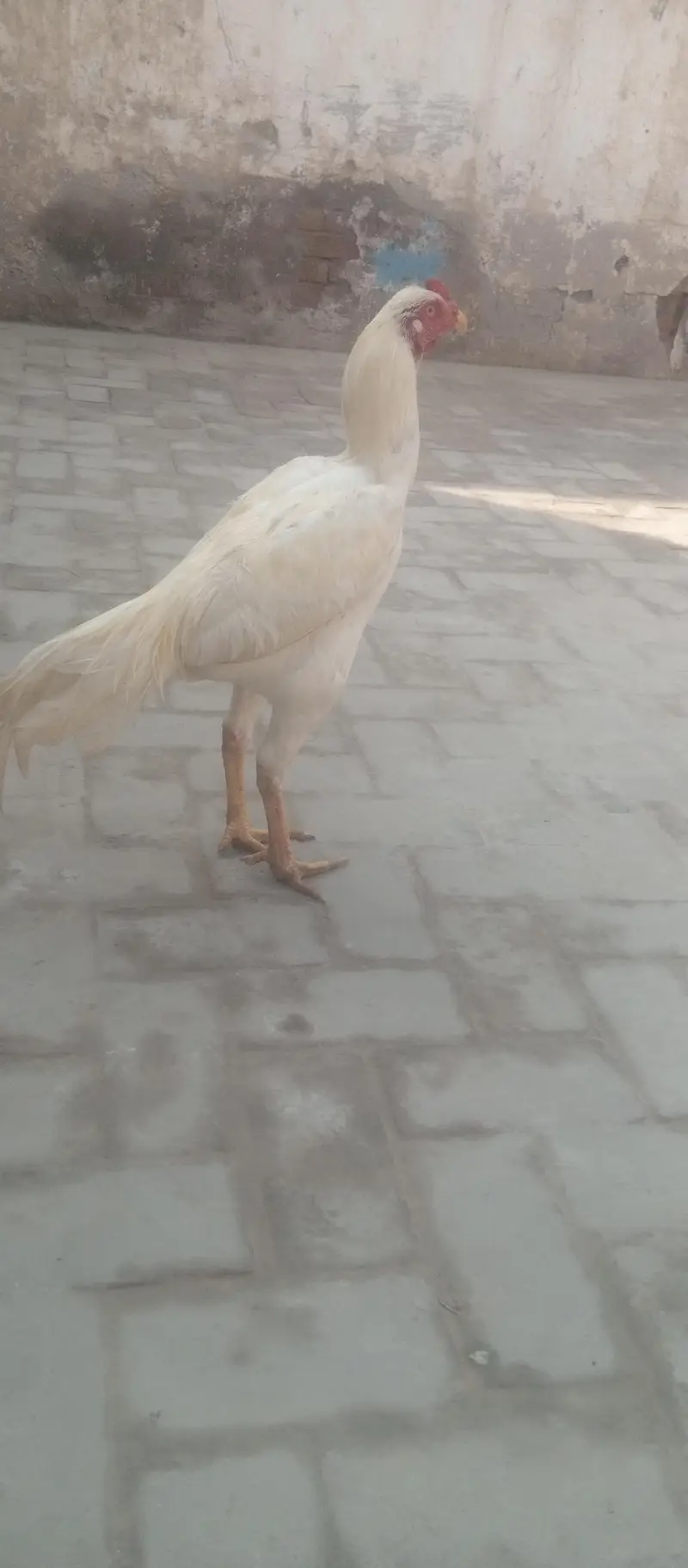 Diamond aseel for sale full white — photo 10