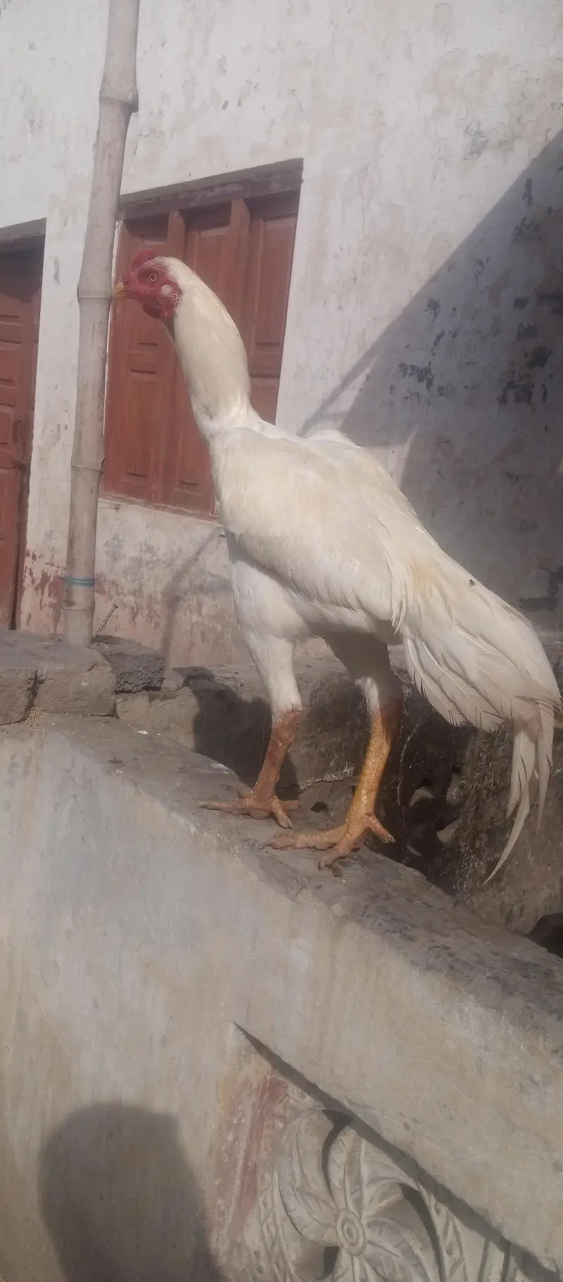 Diamond aseel for sale full white — photo 11