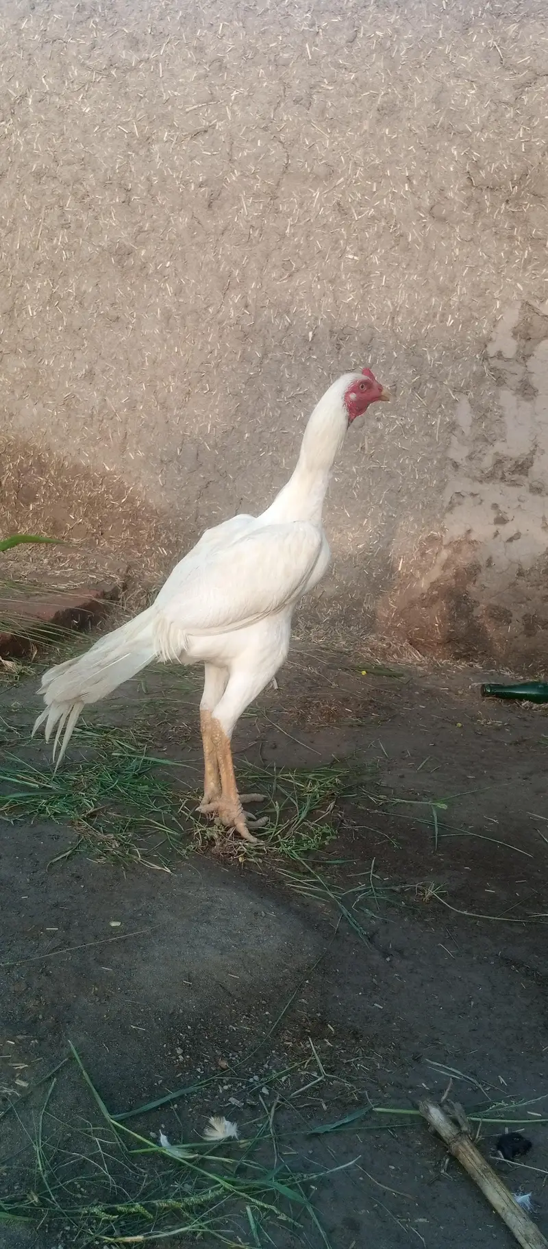Diamond aseel for sale full white — photo 12
