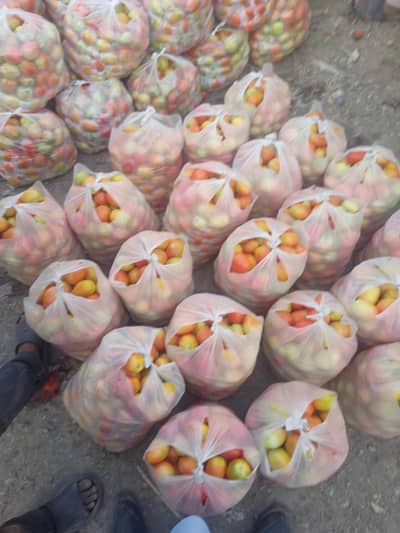 Tomato 12KG Price 800