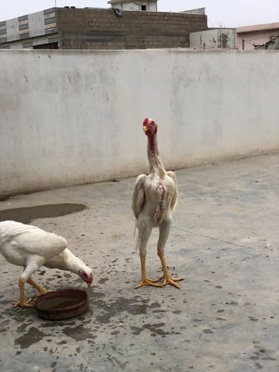 German king size white o shamo pair available top quality