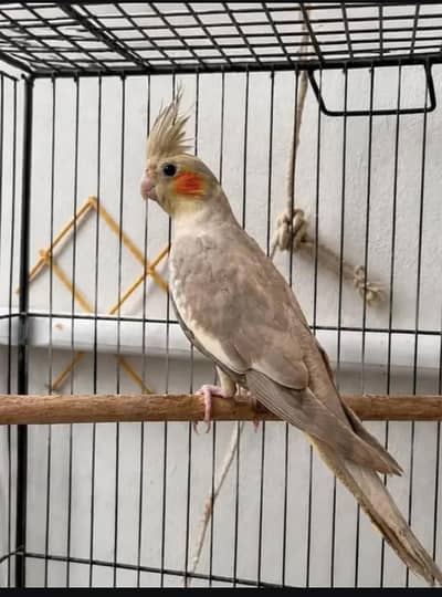 6 Cockatiel Pieces