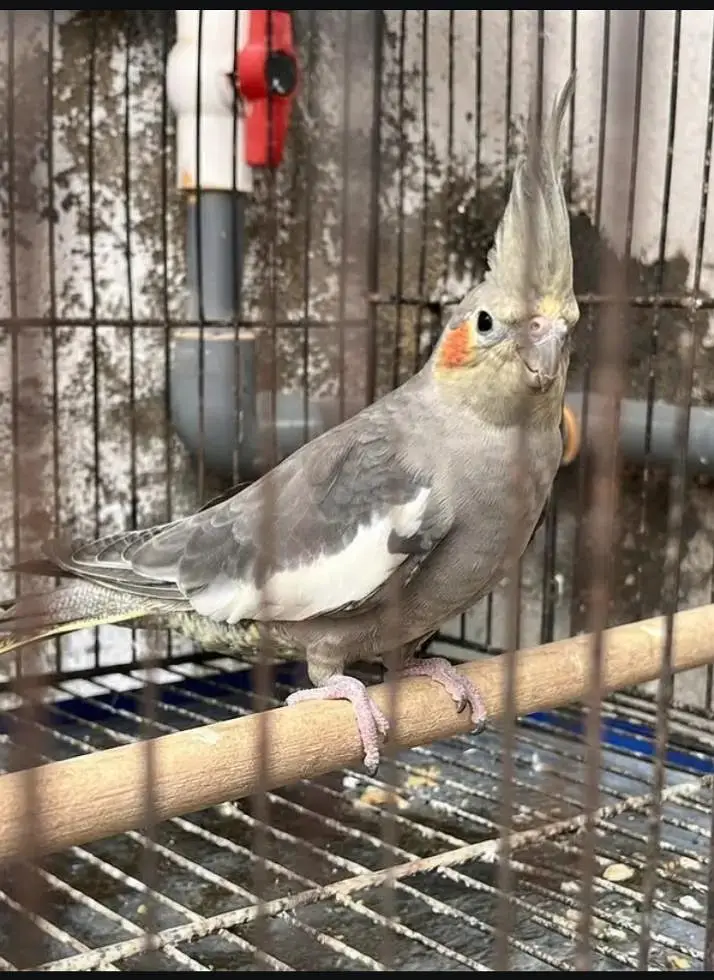 6 Cockatiel Pieces — photo 2