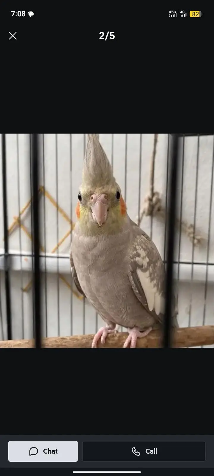 6 Cockatiel Pieces — photo 4
