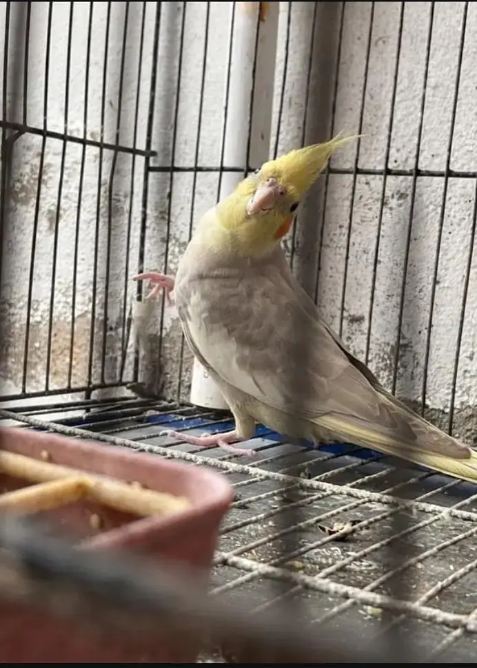 6 Cockatiel Pieces — photo 5