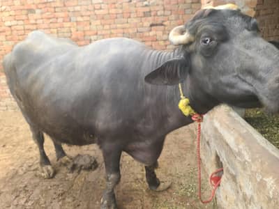 buffalo for sale 10 month pregnent