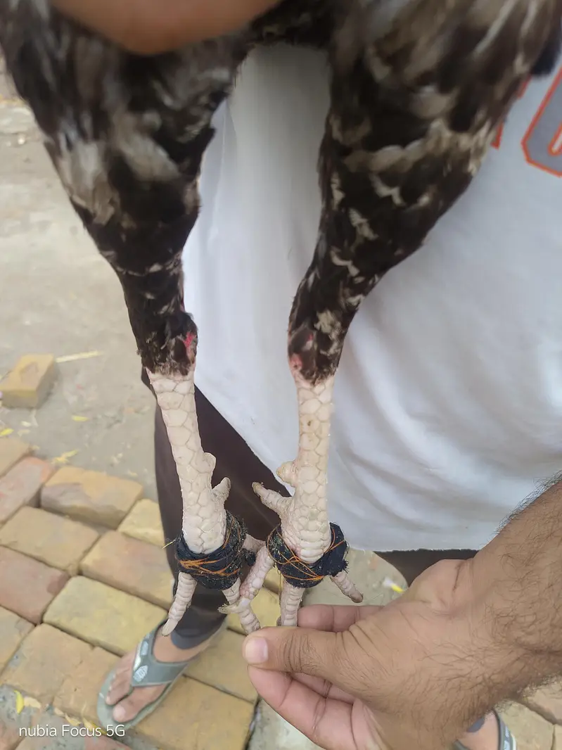 Aseel white java for sale in Okara sahiwal — photo 2