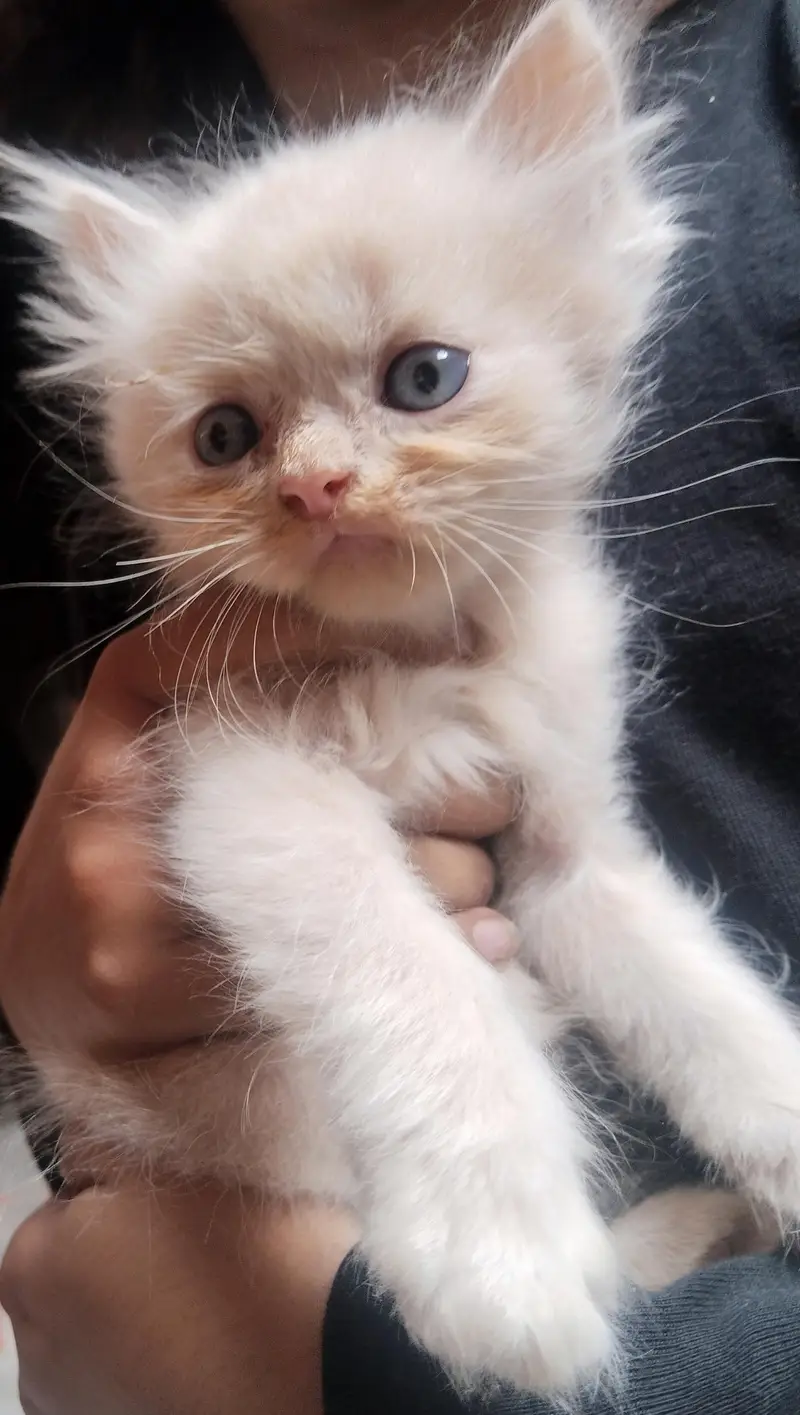 Kittens for sale urgently — photo 7