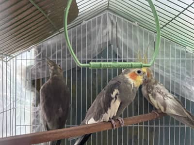 Cocktail breeder pair and baby’s for sale