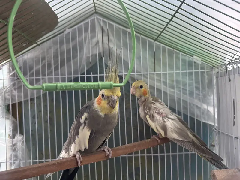 Cocktail breeder pair and baby’s for sale — photo 2