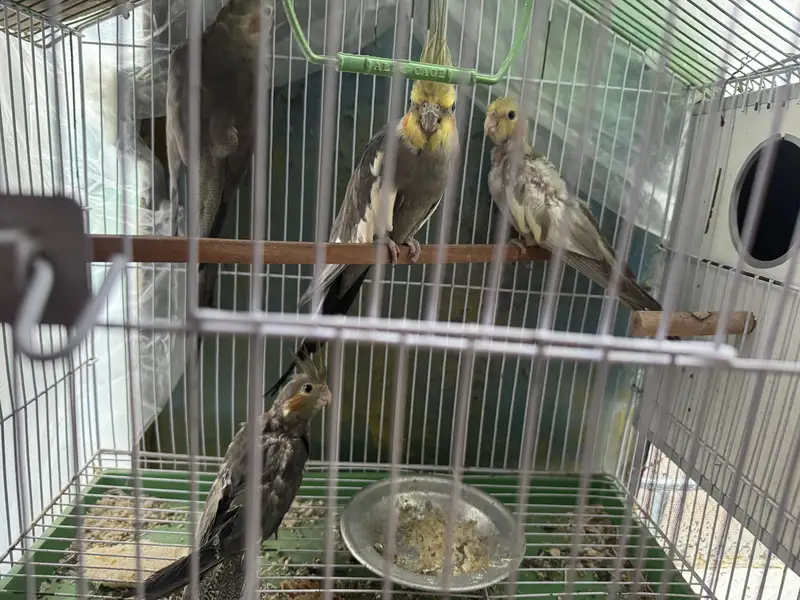Cocktail breeder pair and baby’s for sale — photo 3