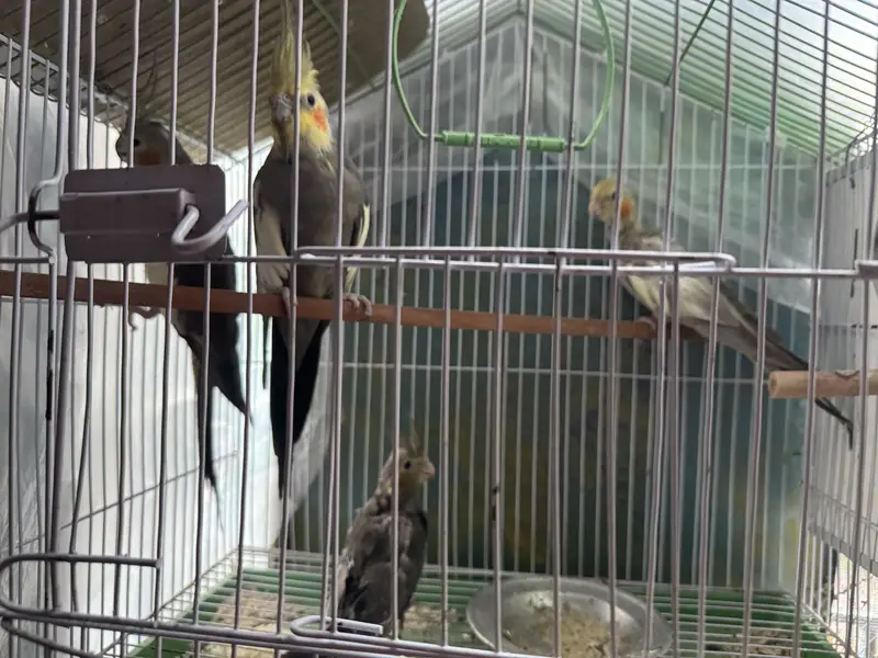 Cocktail breeder pair and baby’s for sale — photo 5