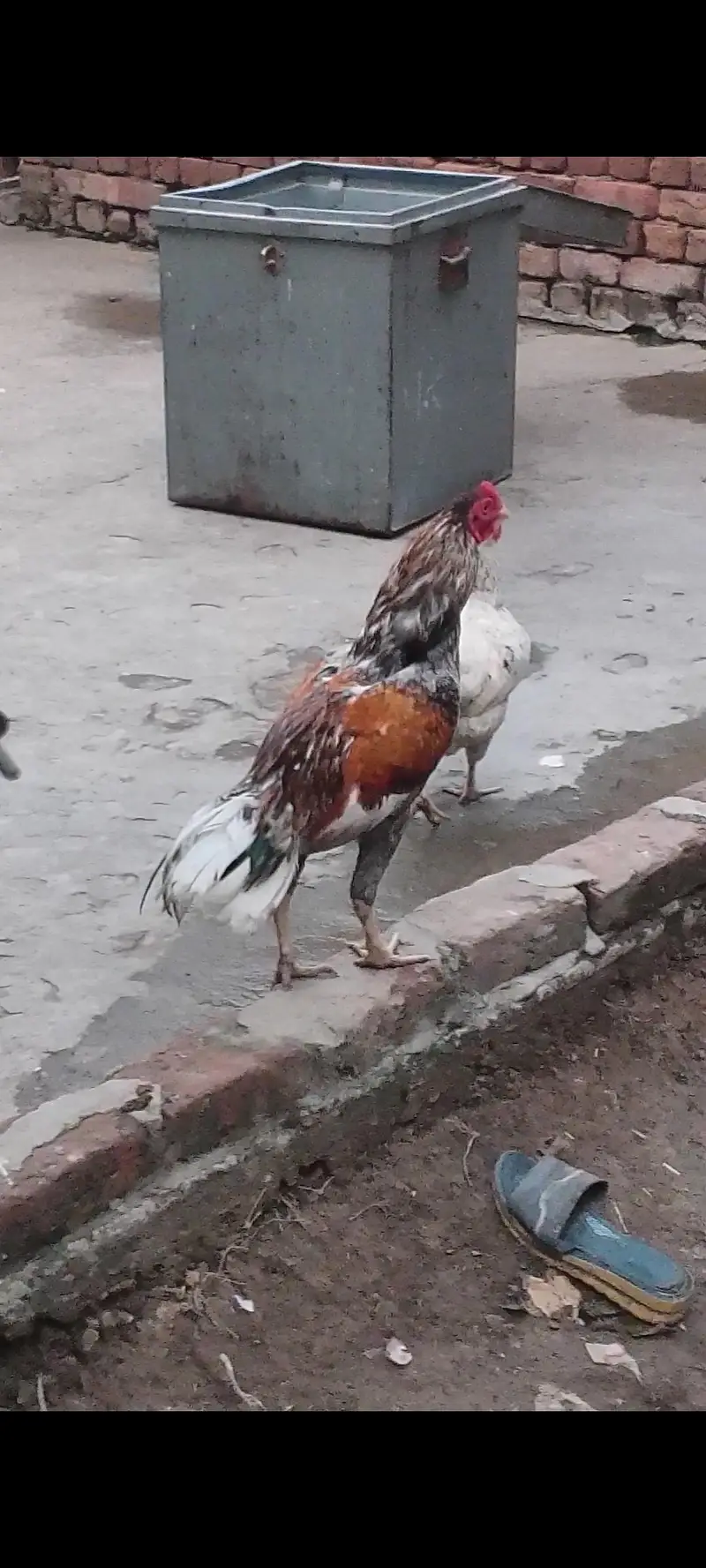 best quality aseel patha — photo 3