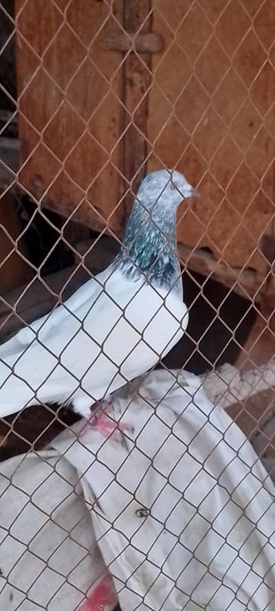 high fly pigeon